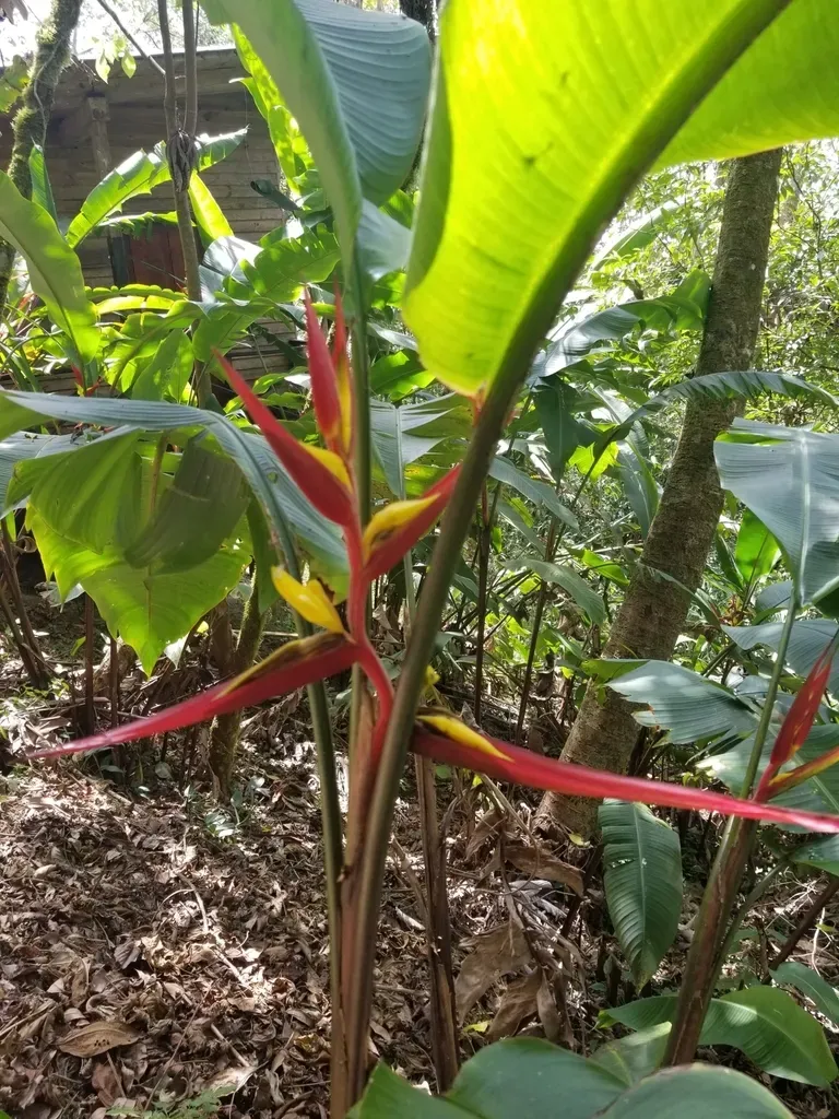 Heliconia Mincana