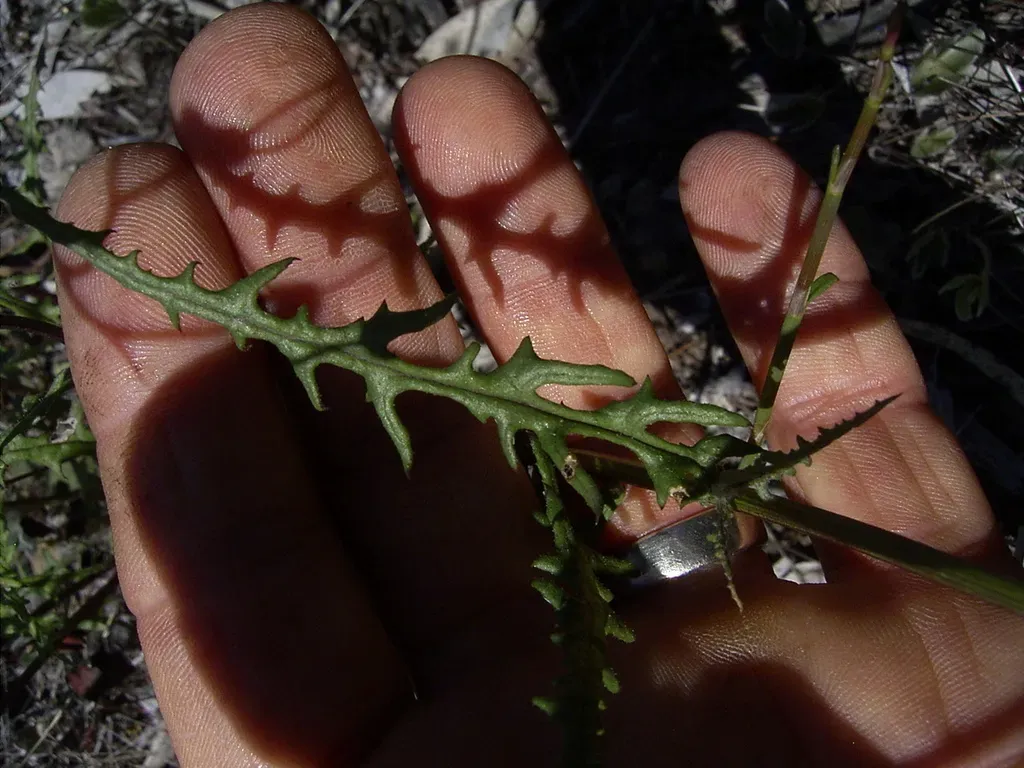 Senecio Runcinifolius