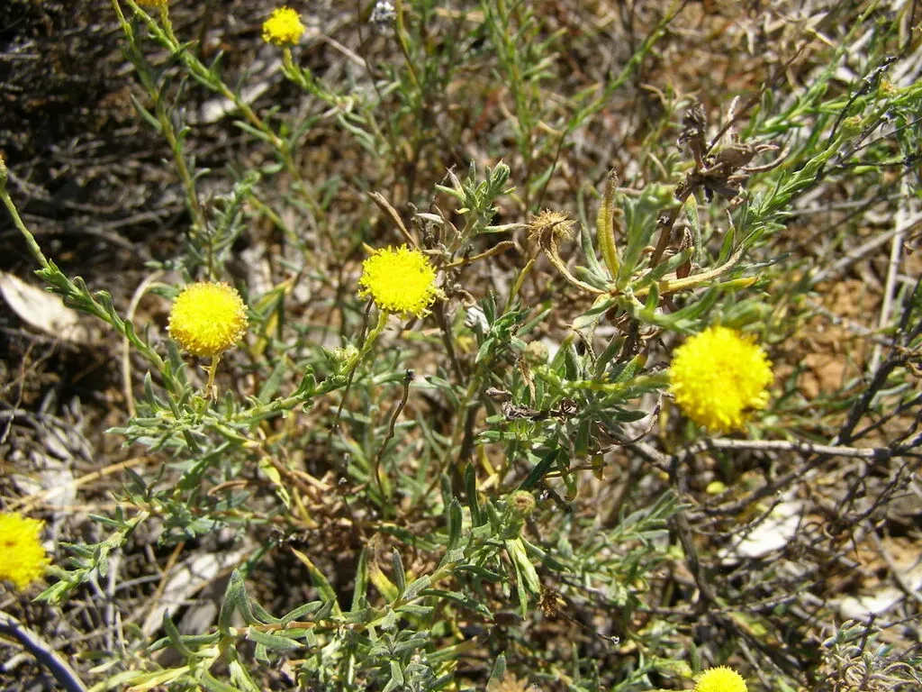 Leiocarpa Panaetioides