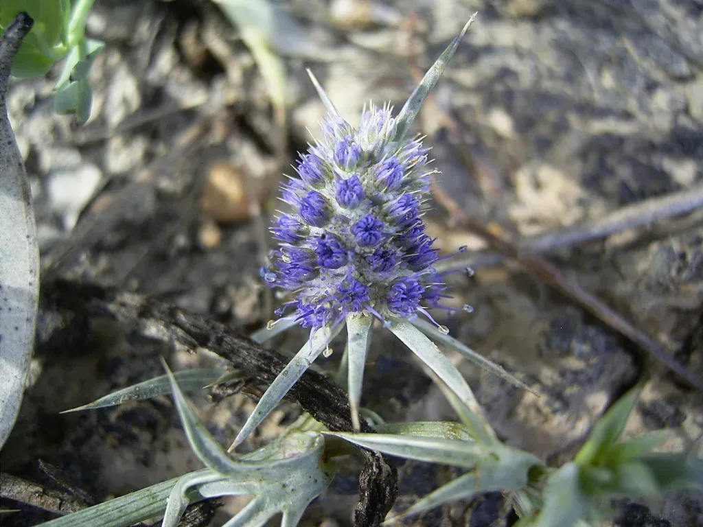 Long Eryngium
