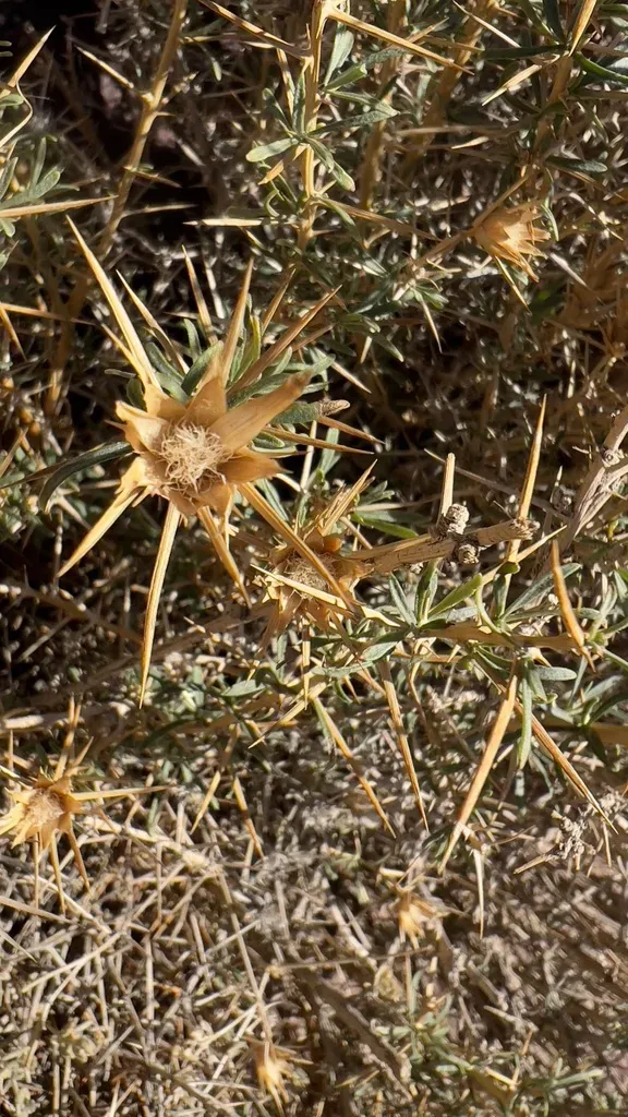 Carthamus Fruticosus