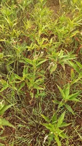Senegalese Knotgrass