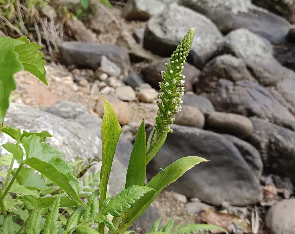Bottlebrush Orchid
