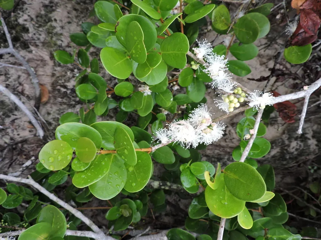 Eugenia Catharinae