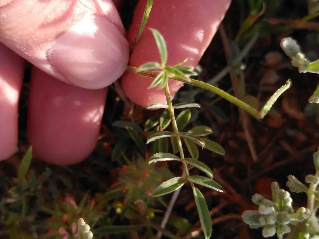 Equal-toothed Sainfoin