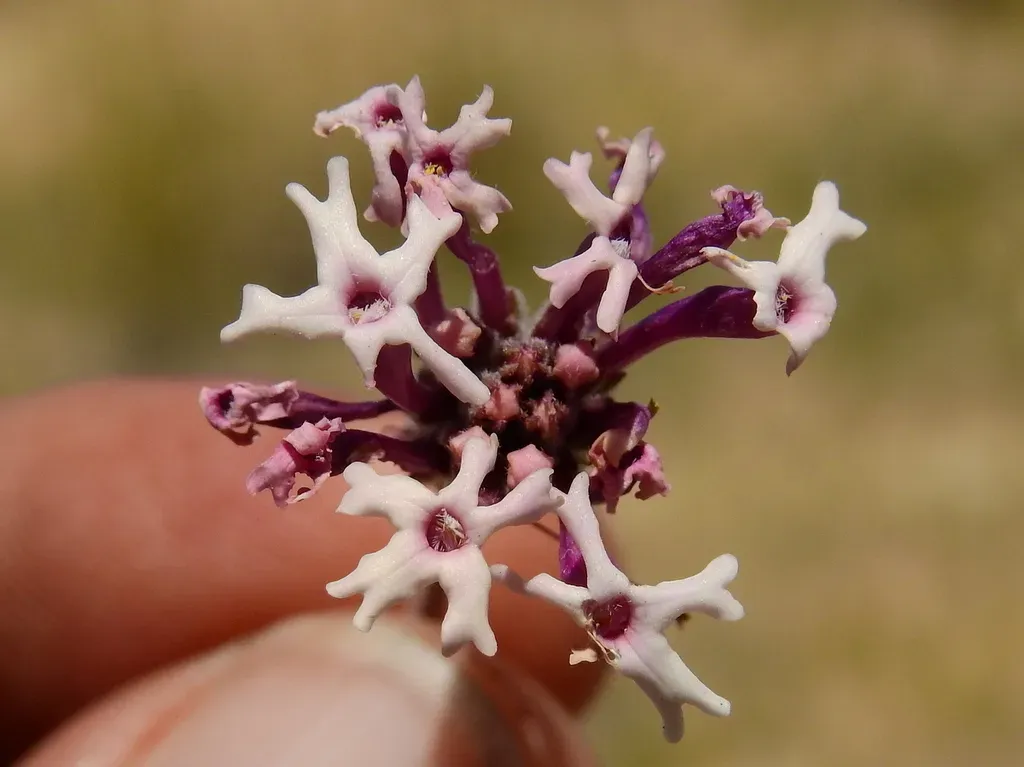 Glandularia Macrosperma