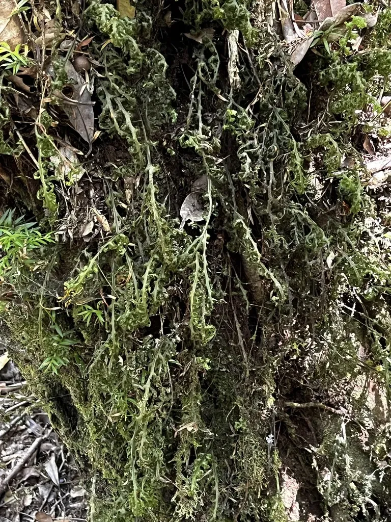 Hymenophyllum Caudatum