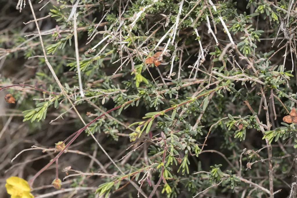 Smooth Needle-rockrose