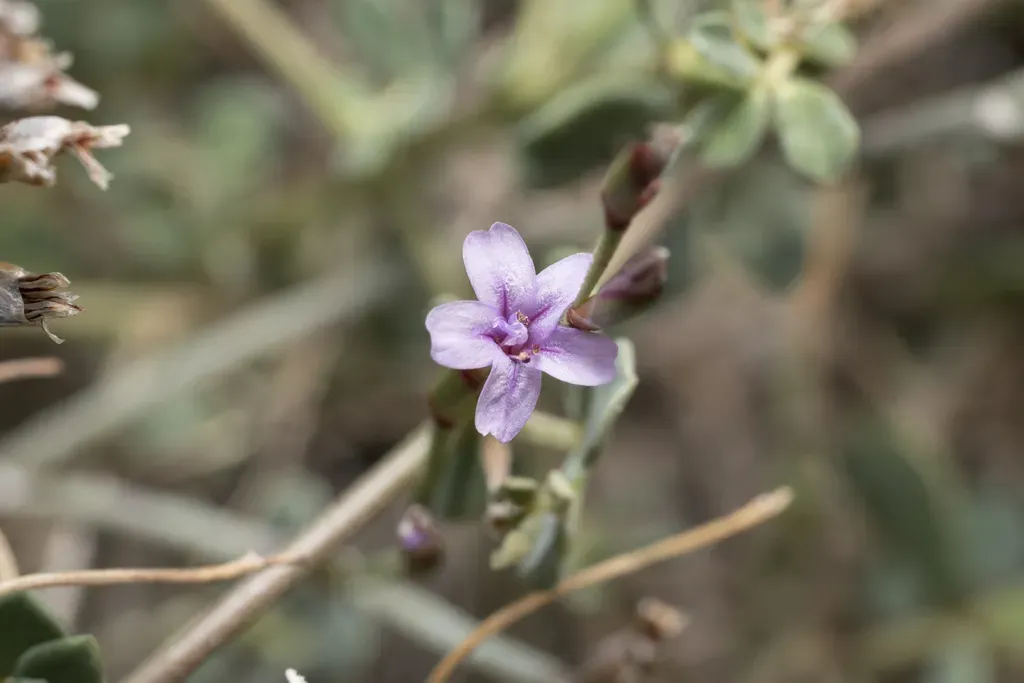 Anthony Quinn's Sea-lavender