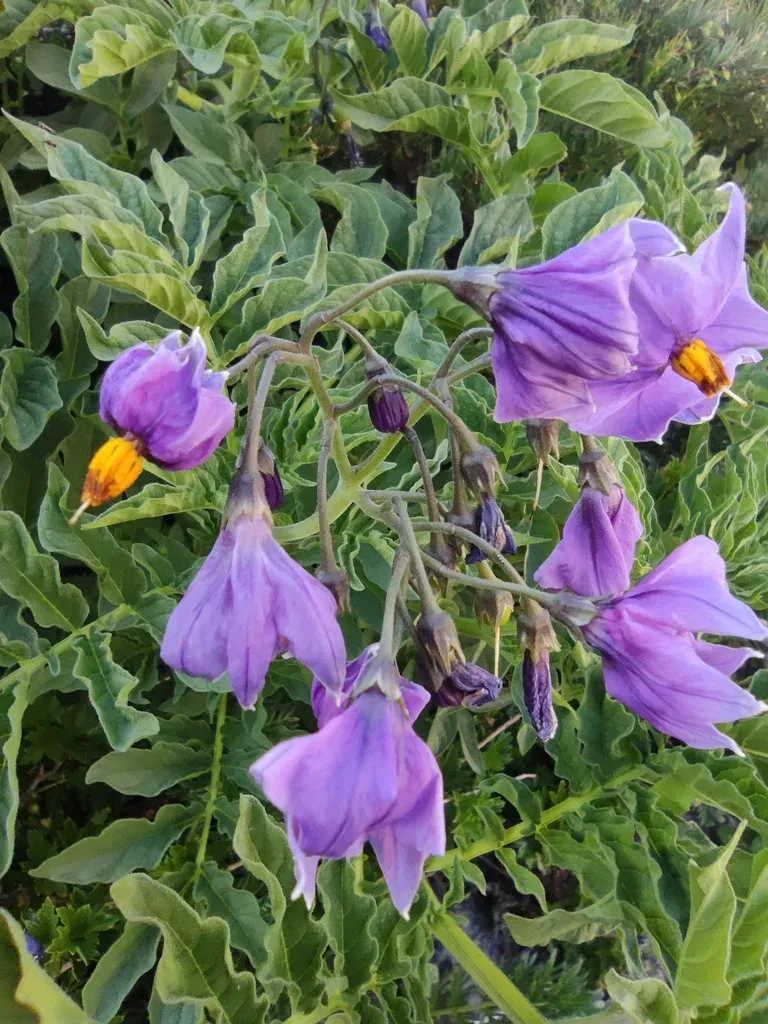Solanum Etuberosum