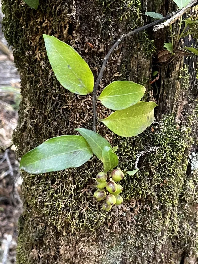 Griselinia Racemosa