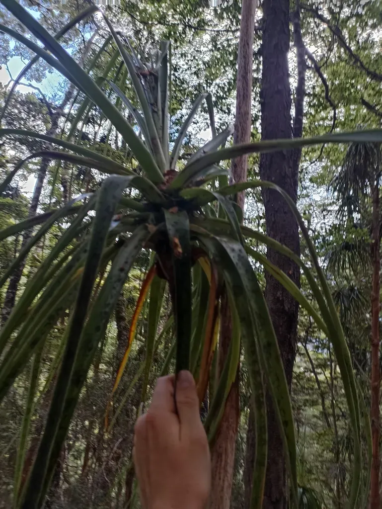 Dracophyllum Townsonii