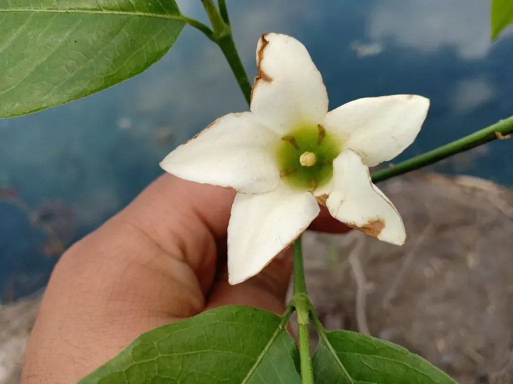 Kailarsenia Campanula