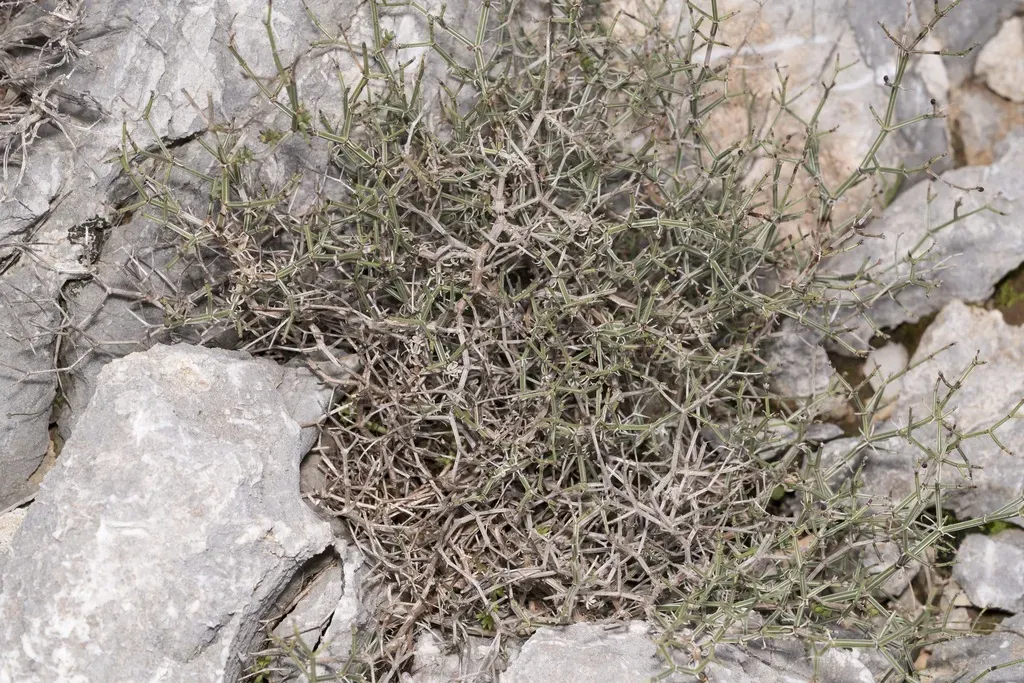 Short-leaved Woodruff