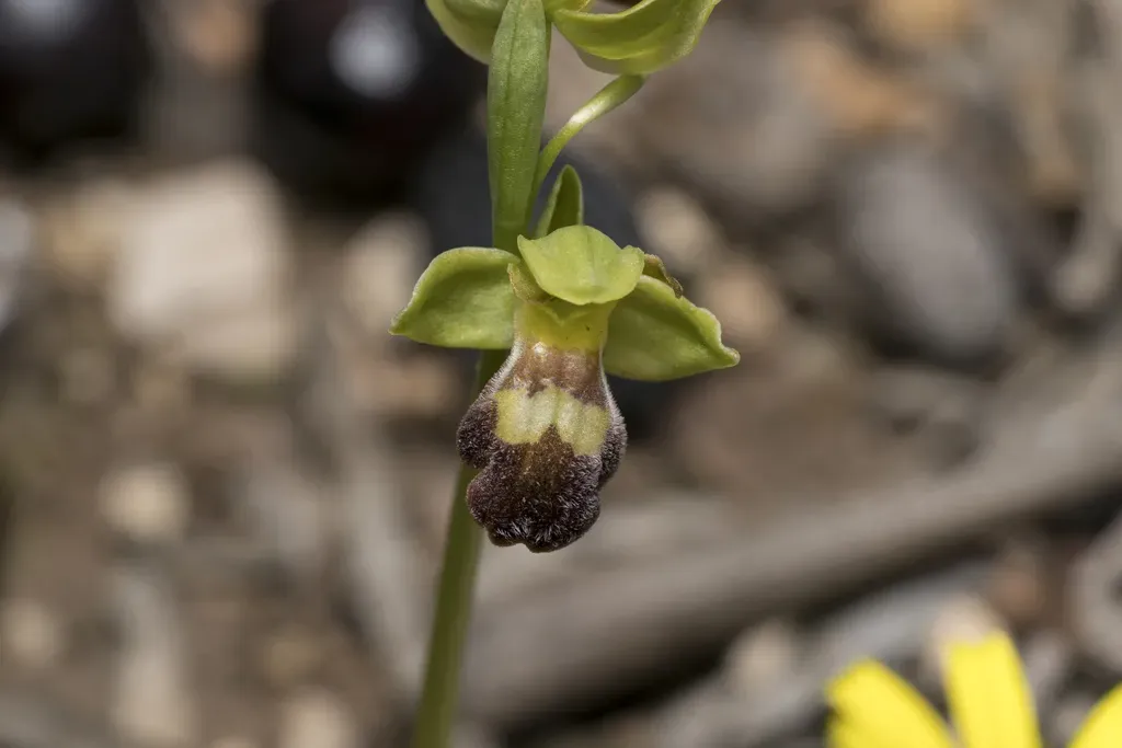 Sitia Bee Orchid