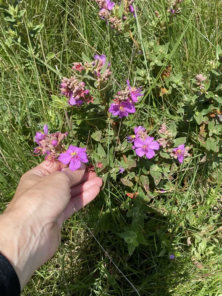 Pink Wild Tibouchina
