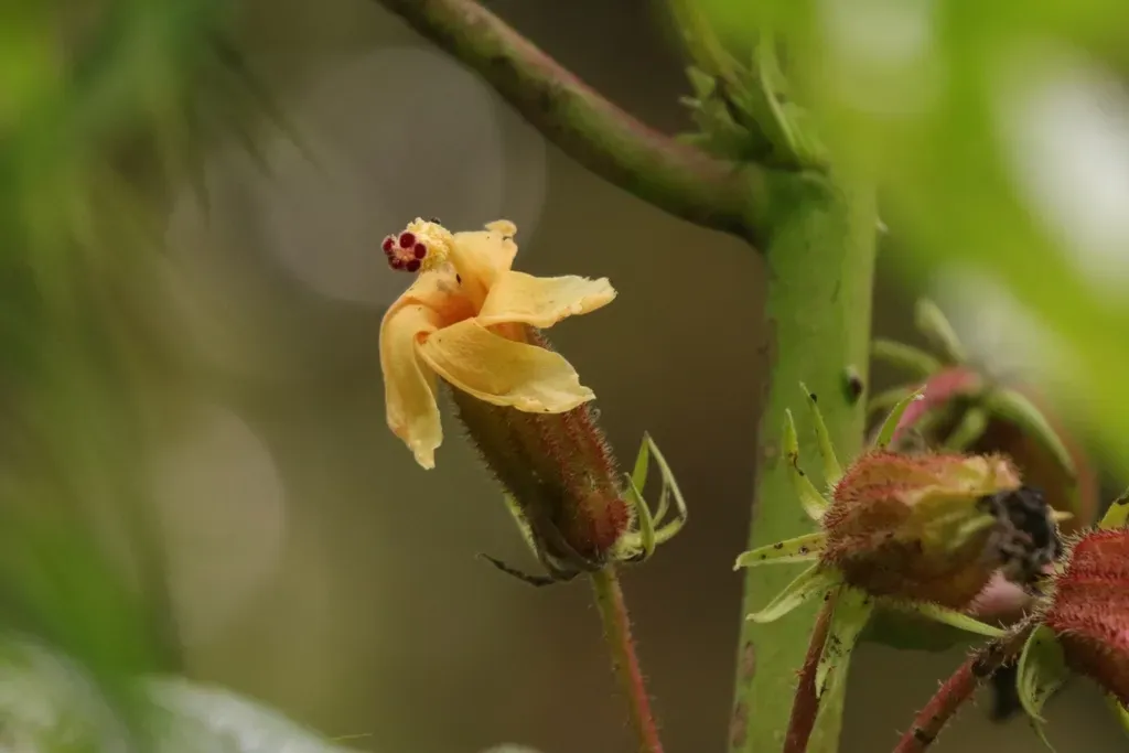 Prickly Umbrella