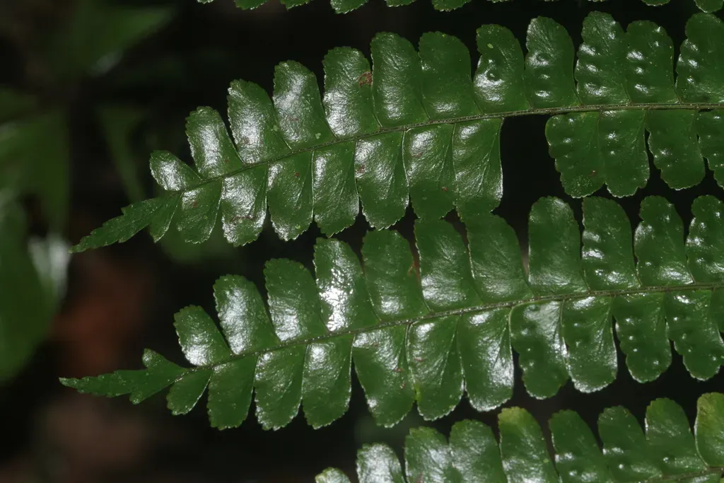 Didymochlaena Amazonica