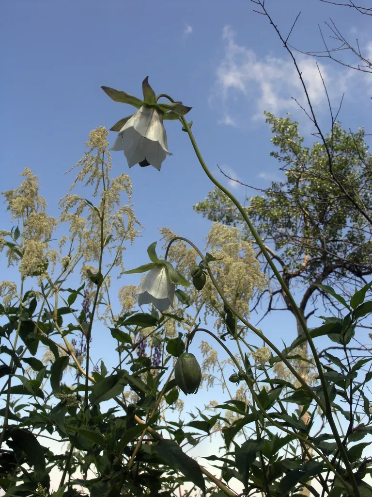 Bonnet Bellflower