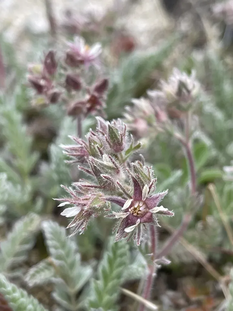 Henderson's Horkelia