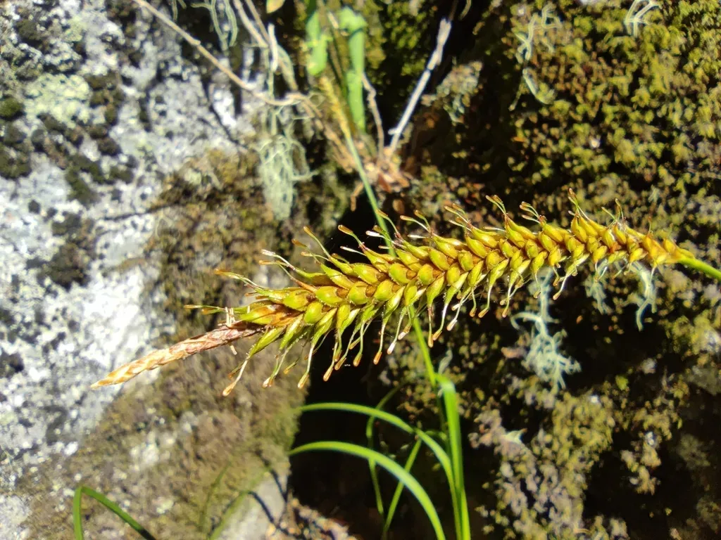Carex Salticola