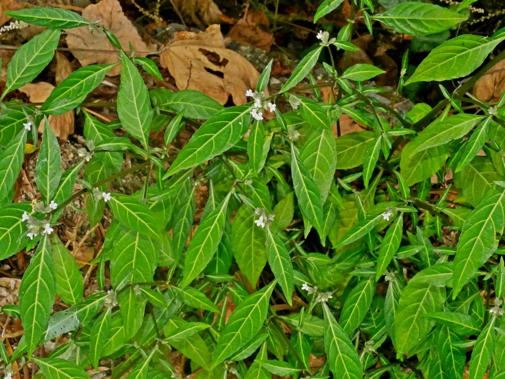 Lepidagathis Stenophylla