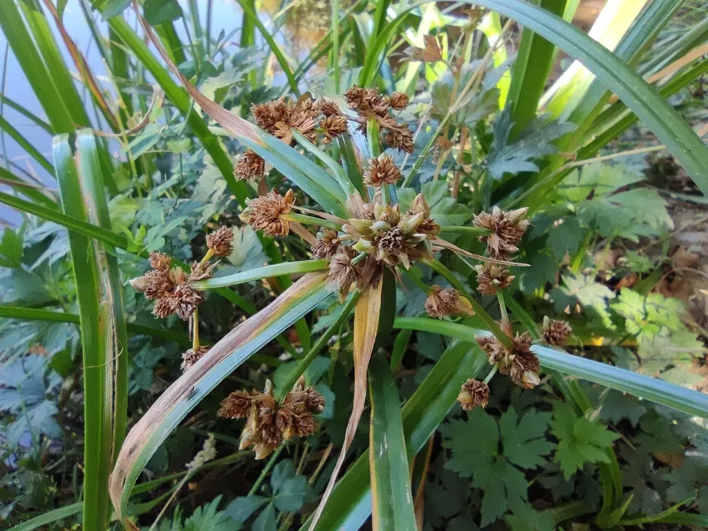 Cyperus Xanthostachyus