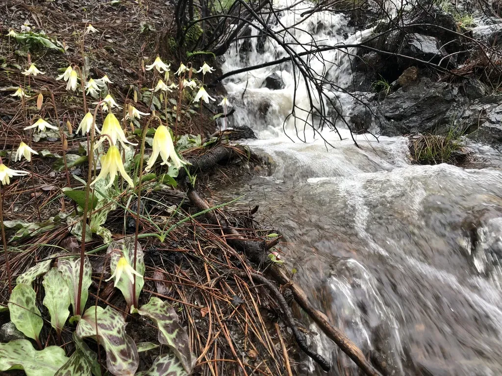 Citrus Fawn Lily