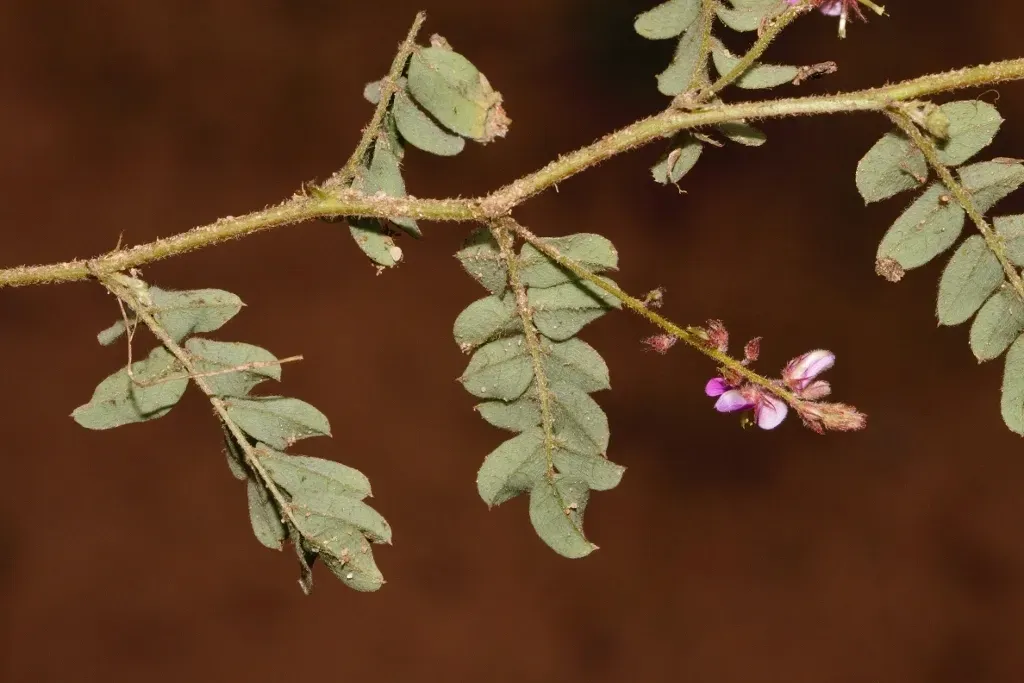 Indigofera Vicioides