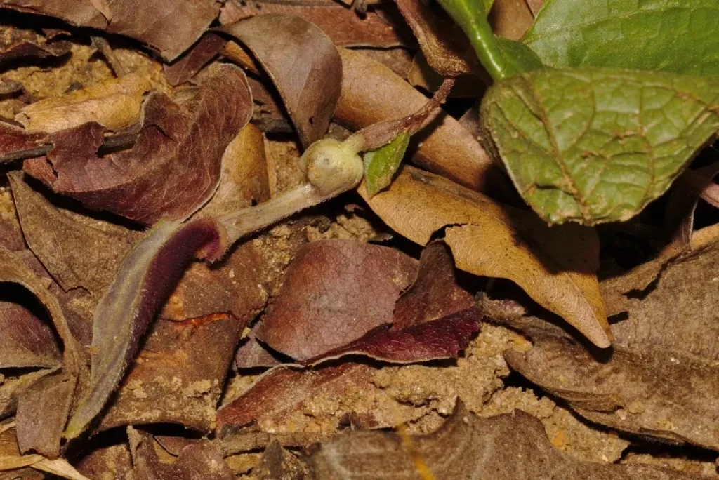 Aristolochia Heppii
