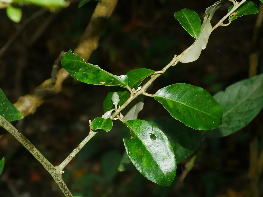 Elaeagnus Formosensis
