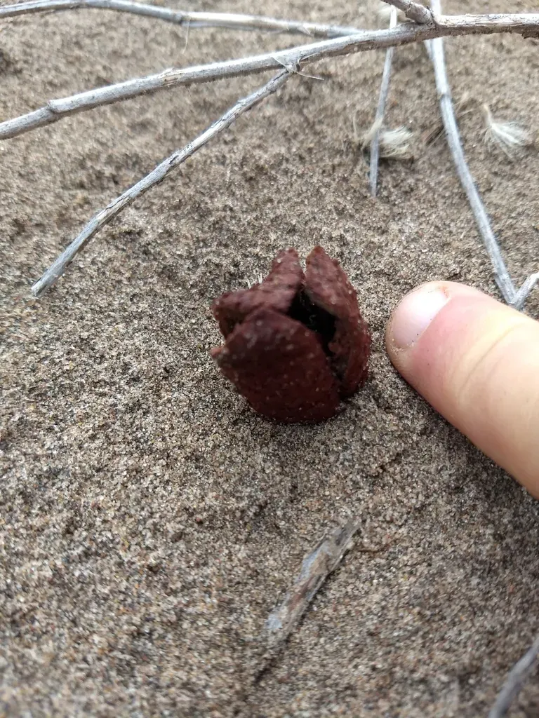 Prosopanche Bonacinae