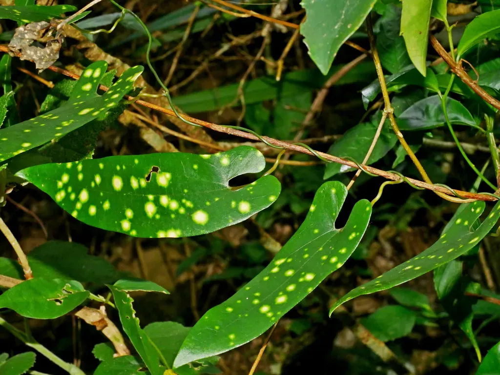 Aristolochia Foveolata