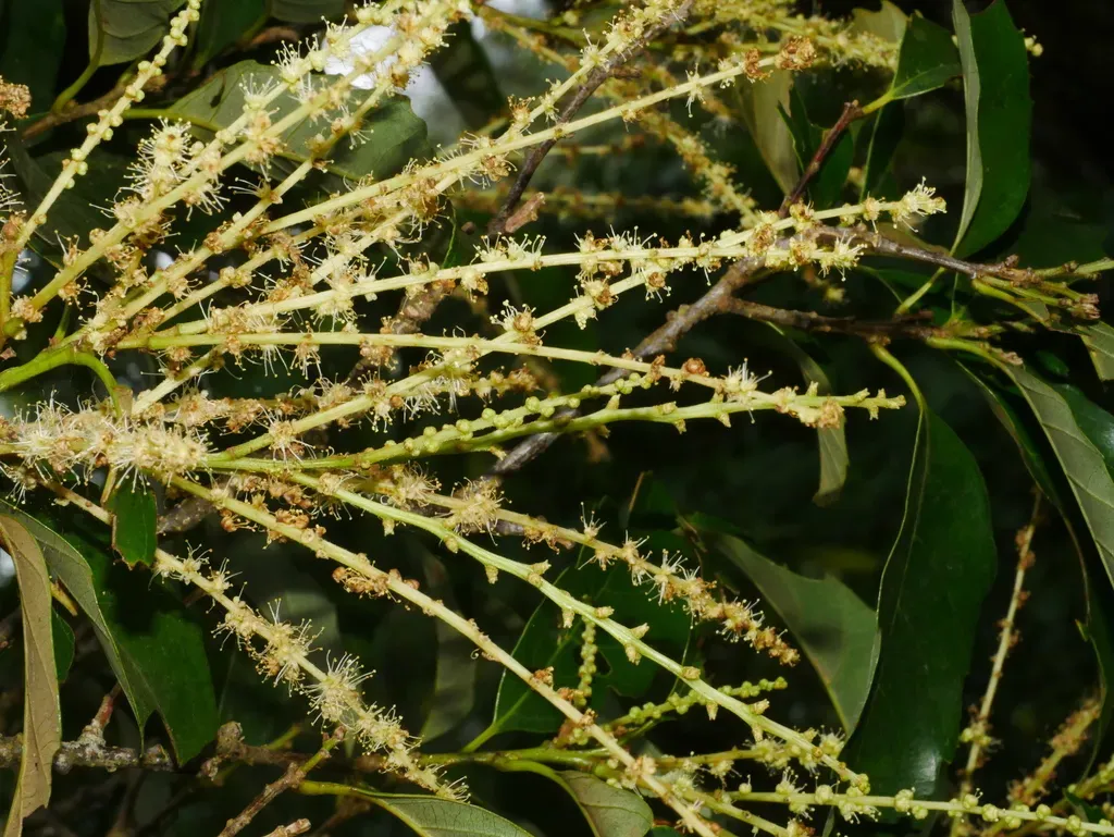 Castanopsis Formosana