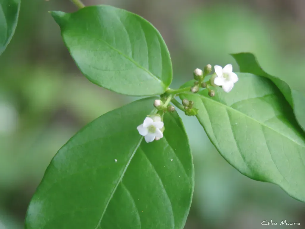 Rauvolfia Ligustrina