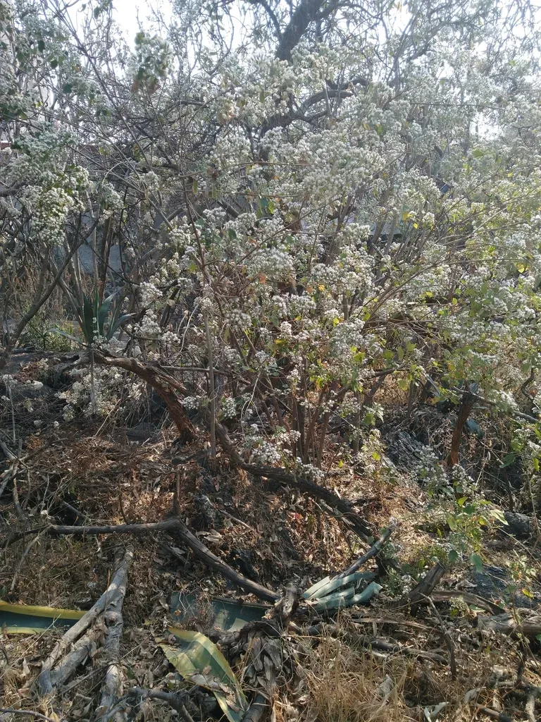 Ageratina Cylindrica