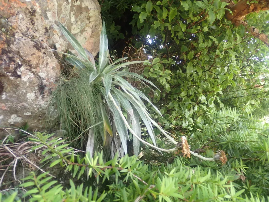 Monro's Mountain Daisy