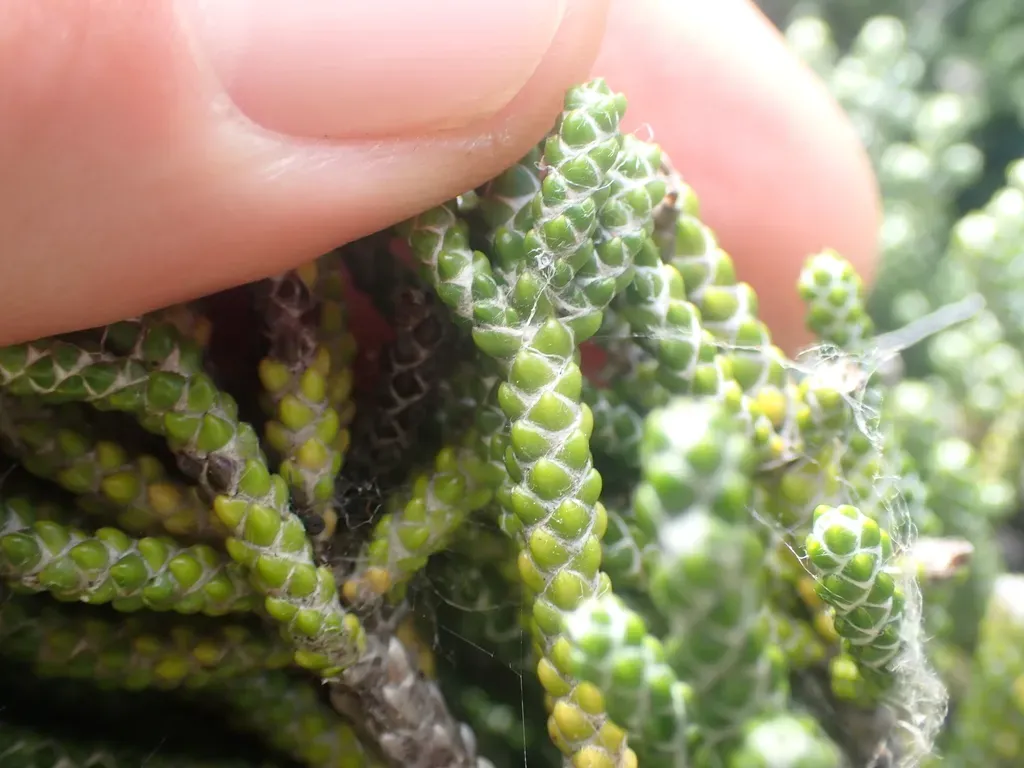 Helichrysum Intermedium