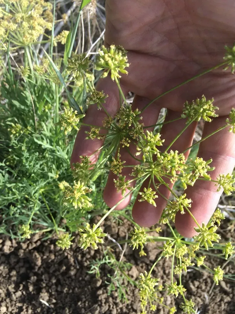 Lomatium Andrusianum