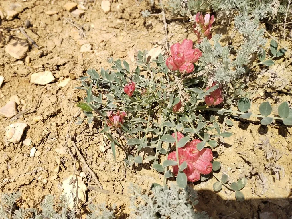 Astragalus Calycinus