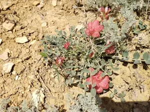 Astragalus Calycinus