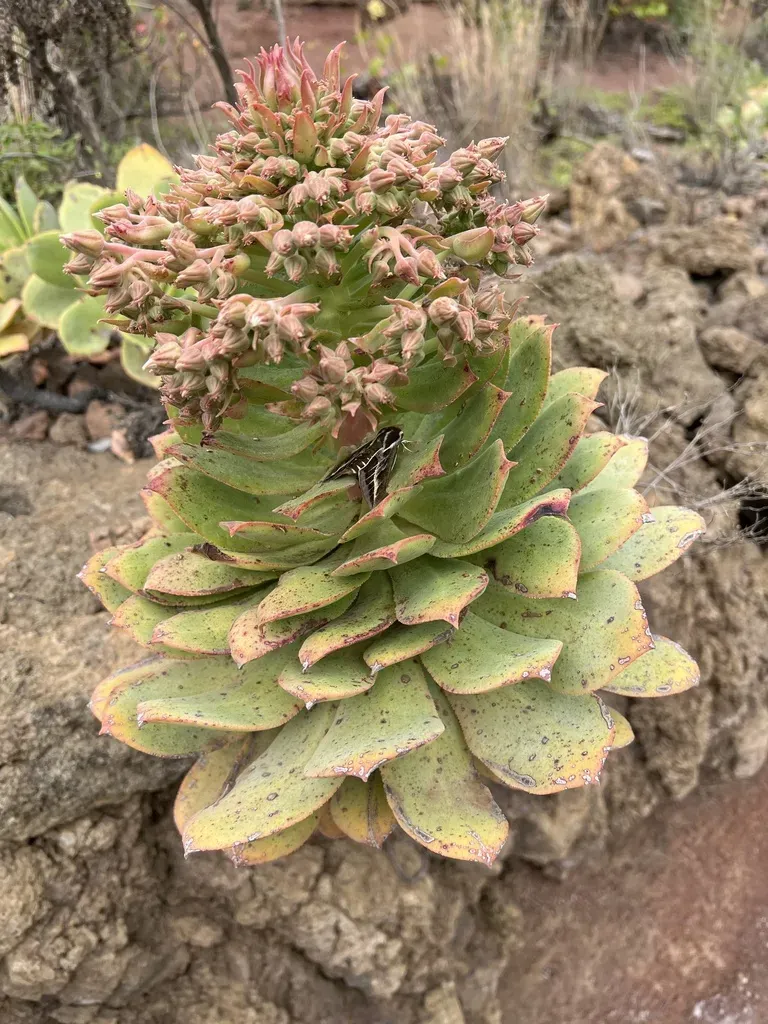Aeonium Valverdense