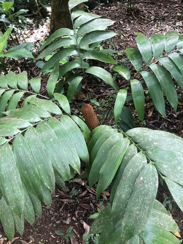 Zamia Nesophila
