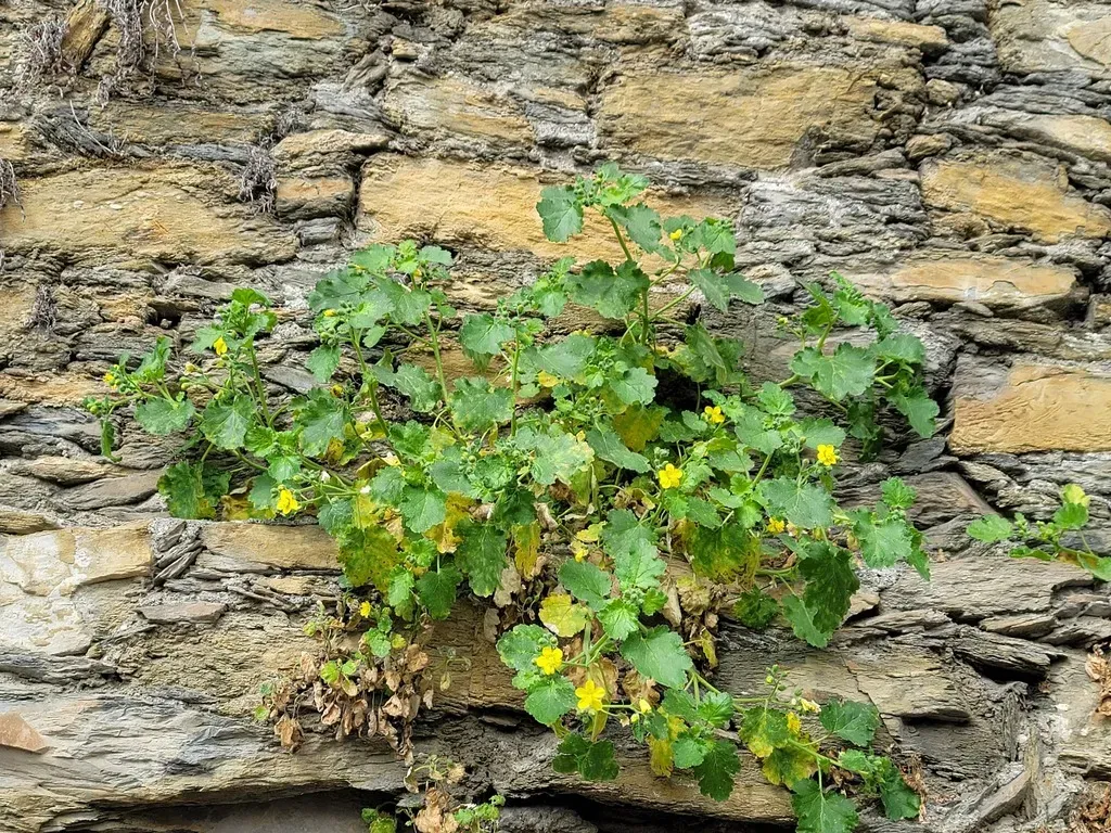 Lobed-leaf Stingbush