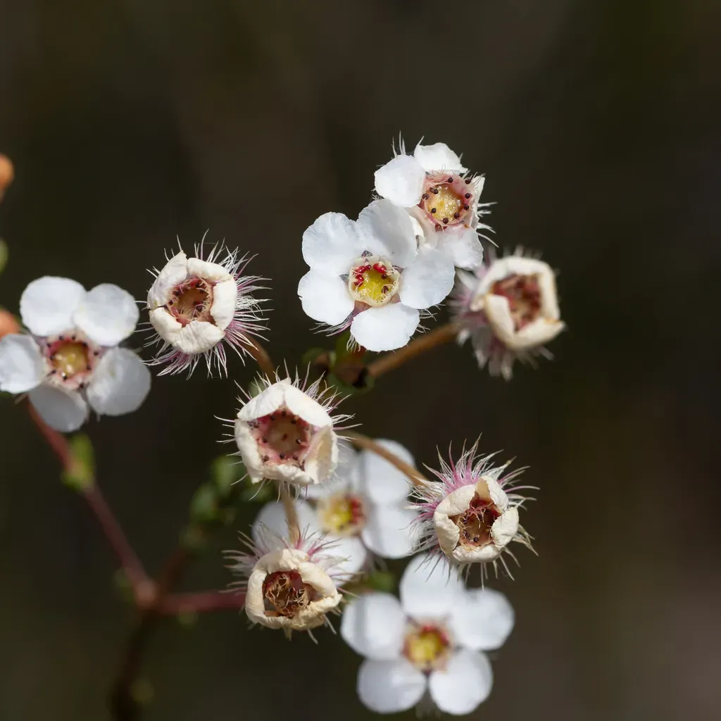 Verticordia Habrantha