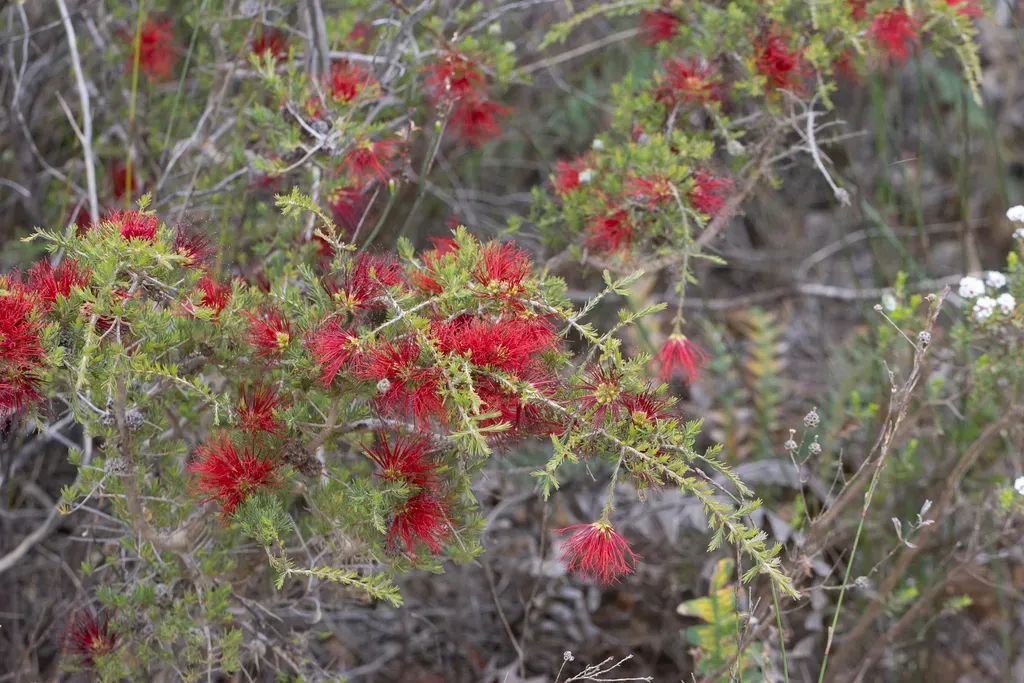 Stirling Range Bottlebrush