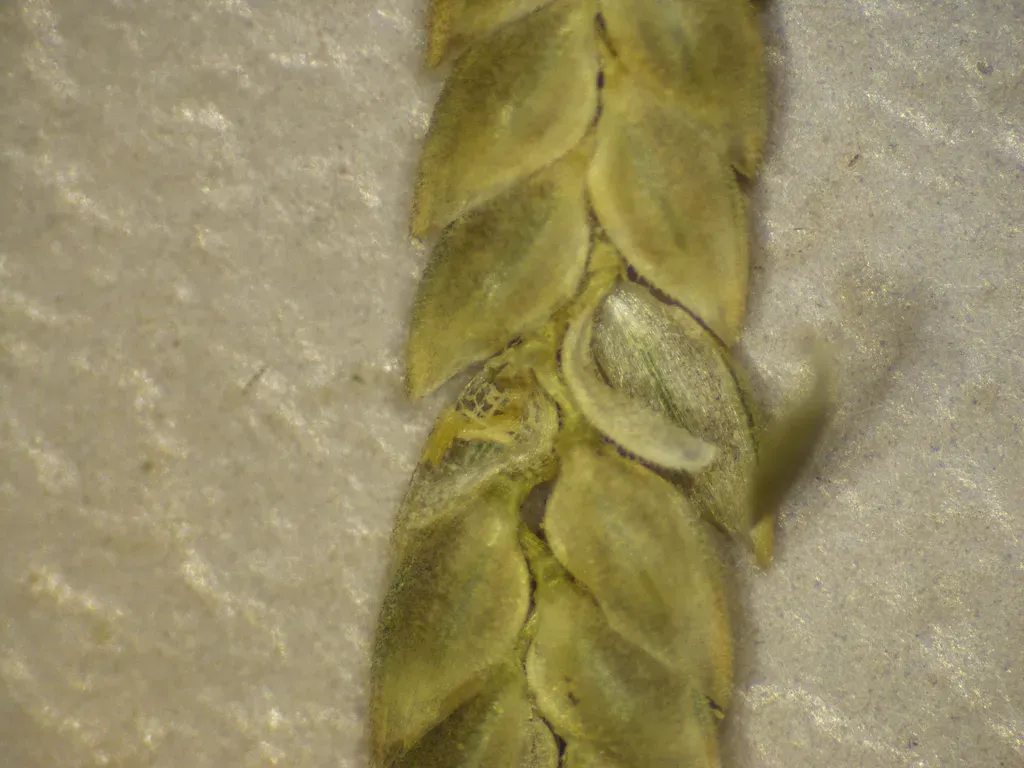 Eragrostis Potamophila