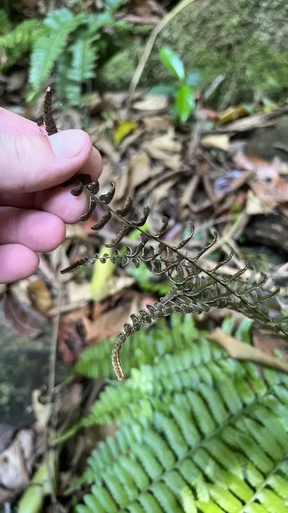 Bolbitis Appendiculata