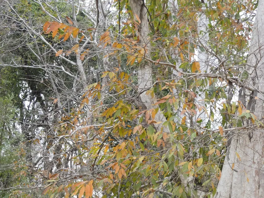Lagerstroemia Calyculata