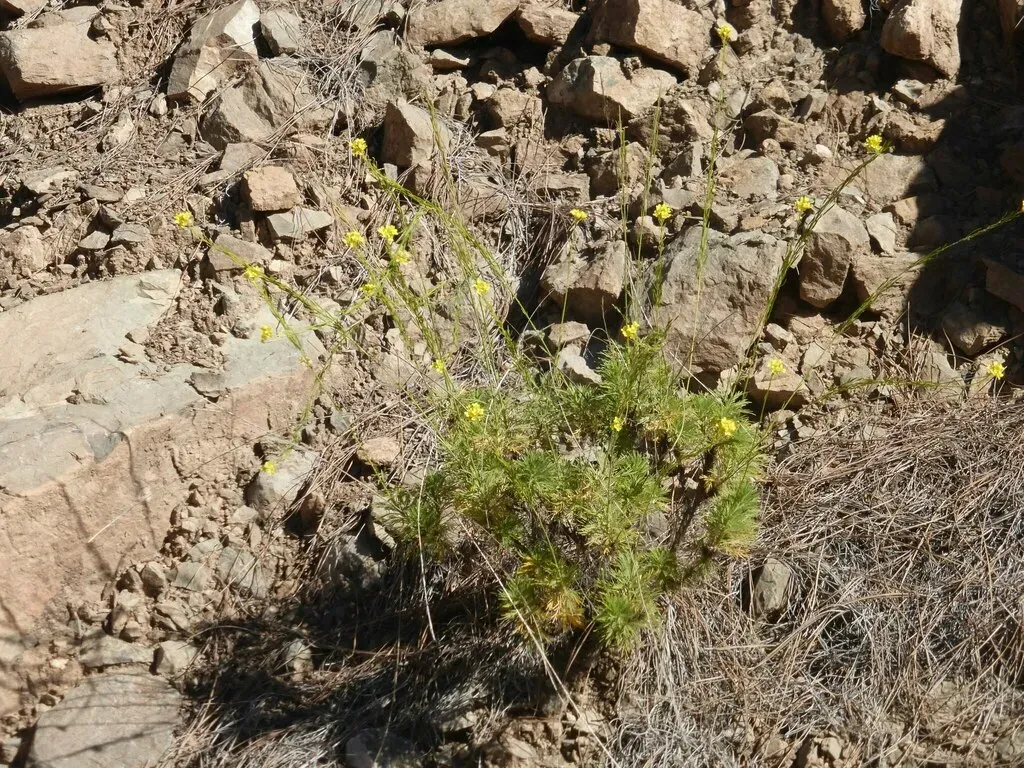Descurainia Preauxiana